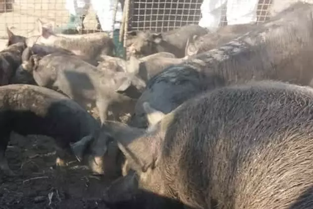 Nou focar de pestă porcină în satul Rogojeni din Galați. Imagine cu porci în cocină