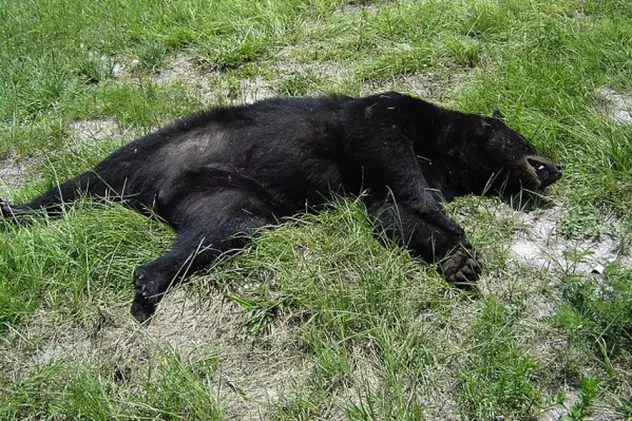 Un urs a fost lovit mortal de o camionetă pe autostrada Sibiu – Orăştie. Cum a ajuns acolo