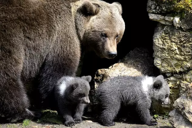 O ursoaică și puii ei au intrat în bucătăria unui hotel din Băile Tușnad