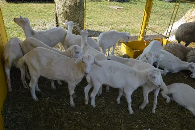 Cea mai mare expoziție de animale din Moldova, anulată din cauza pestei porcine