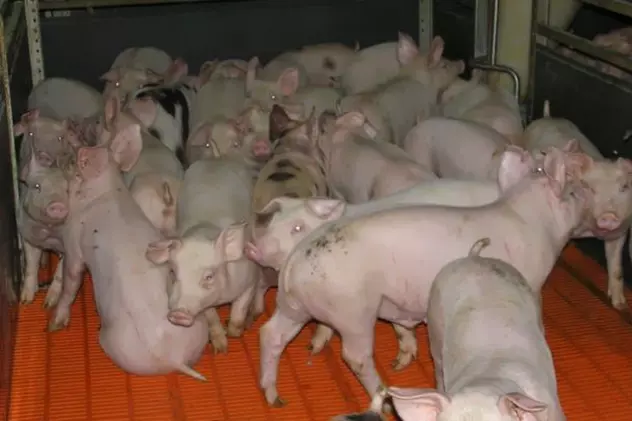 Câteva zeci de porci "santinelă" au fost duși în Balta Brăilei, ca să se vadă dacă a dispărut virusul pestei porcine