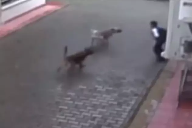 Momentul șocant în care un copil este atacat de 4 câini maidanezi