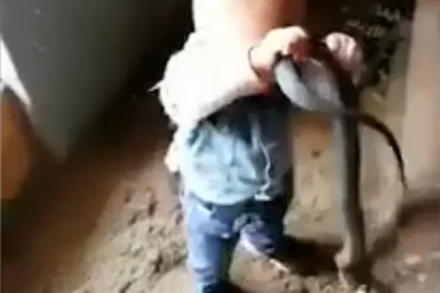 Momentul înfiorător în care un copil de nici 2 ani se joacă cu un șarpe uriaș