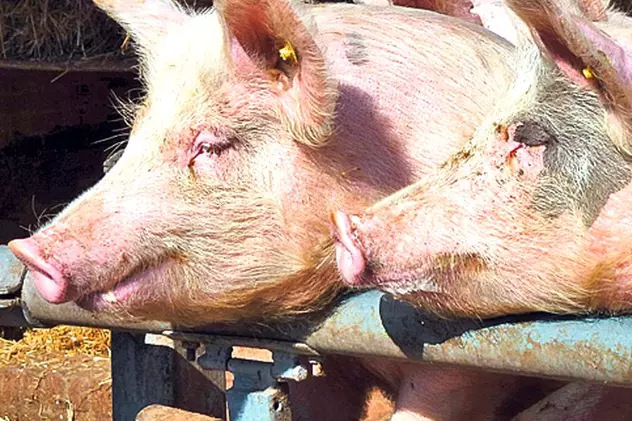Noi focare de pestă porcină au fost descoperite în Prahova. Au fost uciși 41 de porci
