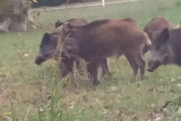 Nou focar de pestă porcină africană, confirmat în Vrancea