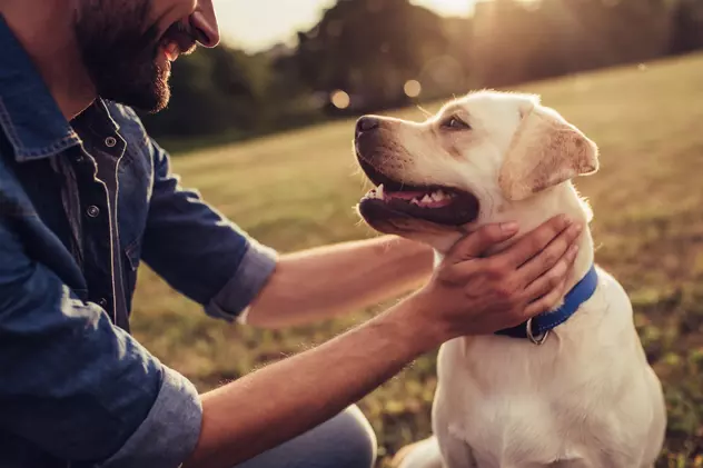 Cum să interpretezi felul în care se simte câinele tău. 5 semne care indică starea lui de spirit