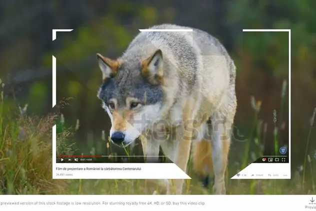 Imaginile cu lupii din filmul oficial de prezentare a României sunt de fapt din Norvegia