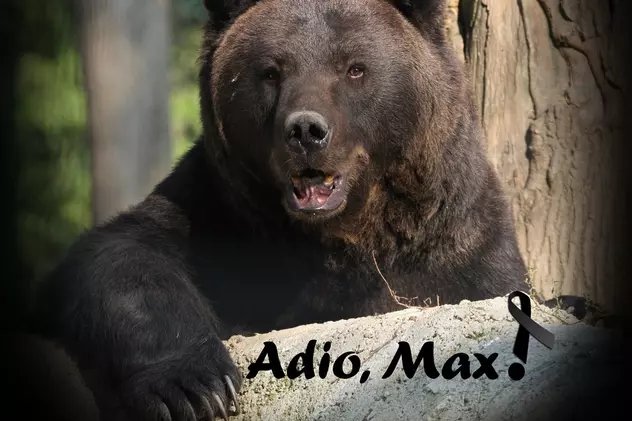 Ursul Max, pe vremea când era la rezervația din Zărnești
