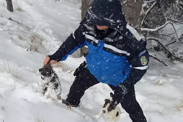 Căței îngropați în zăpadă, salvați de jandarmii montani