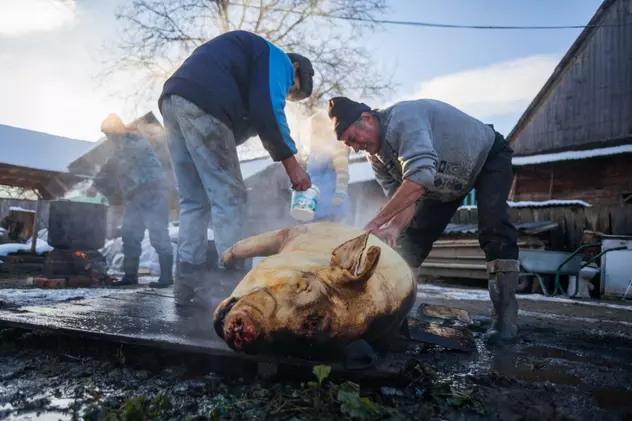 Ziua de Ignat, obiceiuri și superstiții. Pe 20 decembrie românii care încă țin la tradiții sacrifică porcul pentru masa de Crăciun