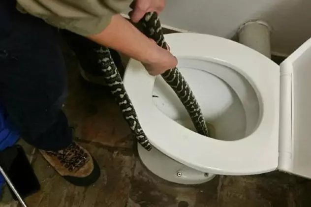 O femeie din Australia a fost mușcată de un șarpe în timp ce stătea pe toaletă