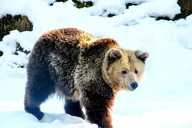 Urs filmat la Predeal, în timp ce se juca în zăpadă. Urs mergând prin zăpadă