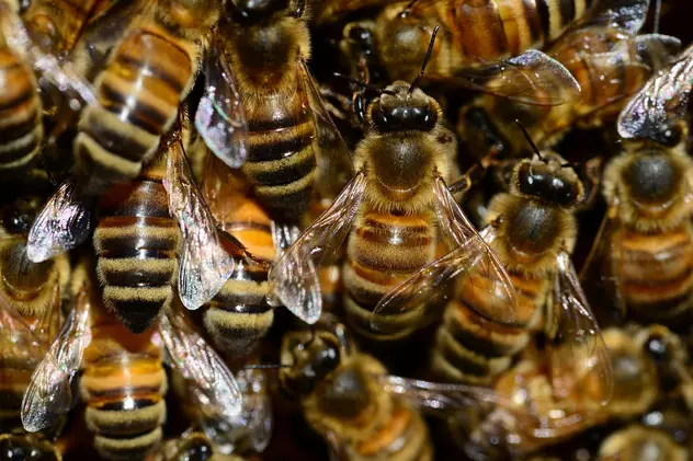 Primul vaccin din lume pentru albine, aprobat în Statele Unite ale Americii. Țara se confruntă cu un declin al populației de albine