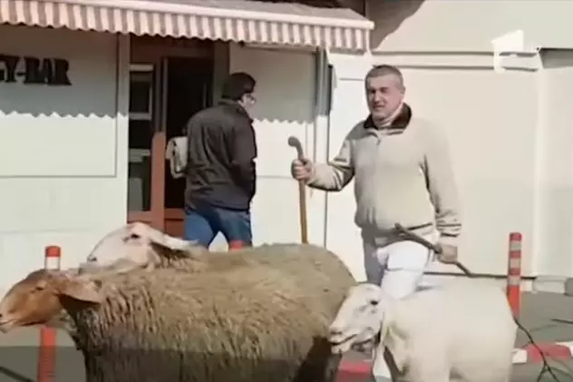 Gigi Becali a ieșit iar cu oile pe stradă prin Pipera