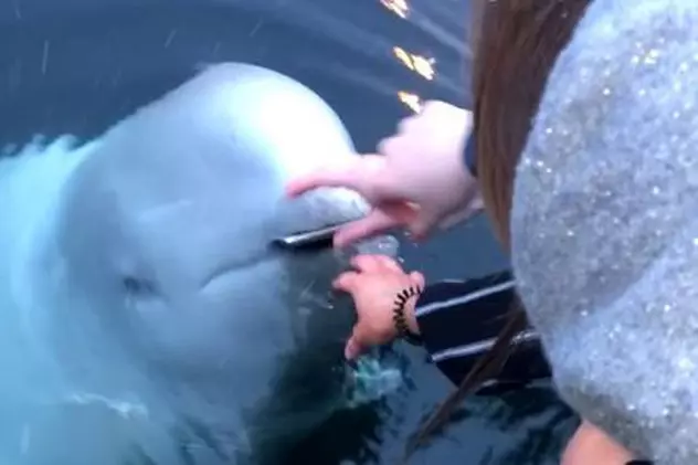 Momentul uimitor în care balena "spion" returnează unei femei telefonul pe care îl scăpase în mare