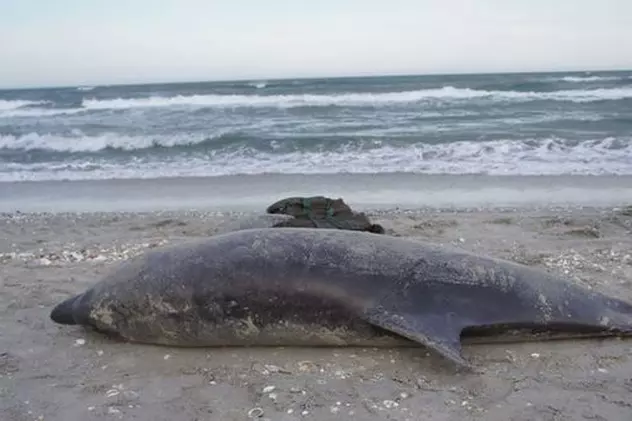 Doi delfini, dintr-o specie pe cale de dispariţie, găsiţi morţi pe plajele de la 23 August şi Corbu