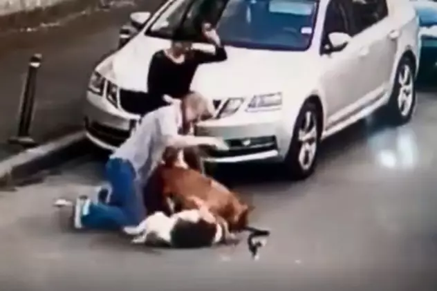Imagini horror în București. Un Amstaff lăsat liber a atacat un câine plimbat de stăpâna lui