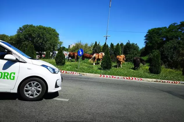 Caii și vacile au devenit o prezență obișnuită nu numai în mediul lor natural, la sate, ci și pe străzile orașelor mari din România. În Cluj-Napoca