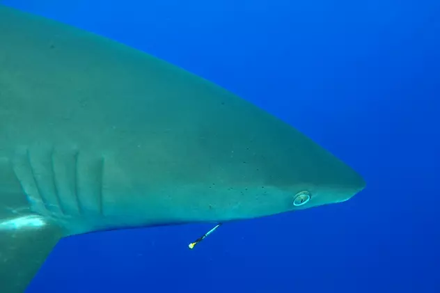 O tânără americancă a fost ucisă de rechini în Bahamas sub privirea familiei sale