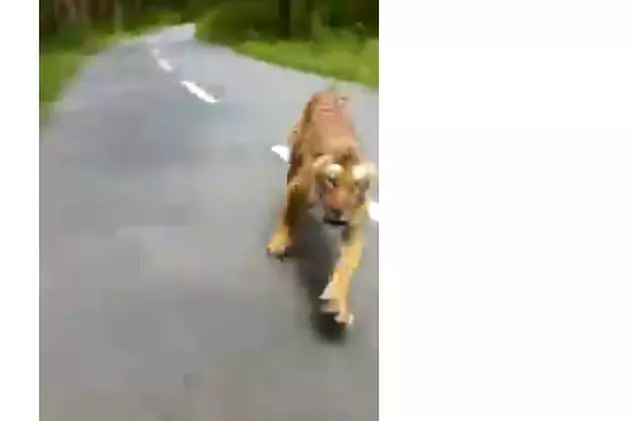 Imagini incredibile: un tigru a ieșit în fugă dintr-o pădure și a alergat un motociclist