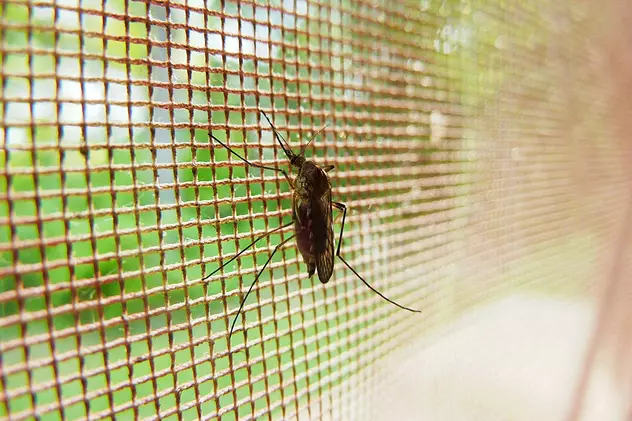 Cum scăpăm de înțepăturile insectelor - plasa de țânțari