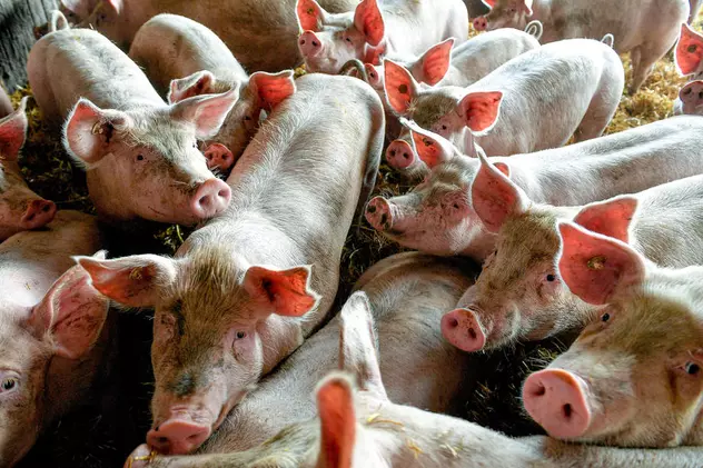Focar de pestă porcină la o fermă din Olt. 30.000 de porci vor fi sacrificați