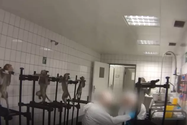 Animale sacrificate în numele ştiinţei, în Germania? Imagini șocante din laboratoarele de testare