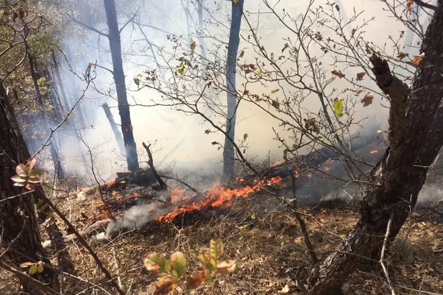 Incendiu Pădurea Măgura