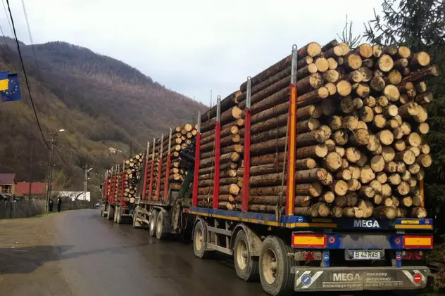 Presa germană a scris despre mafia lemnului din România: „Pădurarii trăiesc periculos!”. În această seară are loc un marș pentru păduri