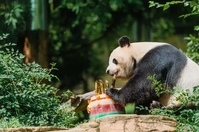 Ursul panda Bei Bei va zbura singur în avion din SUA în China. ”Bagajul”admis la bord: un supraveghetor şi un medic veterinar