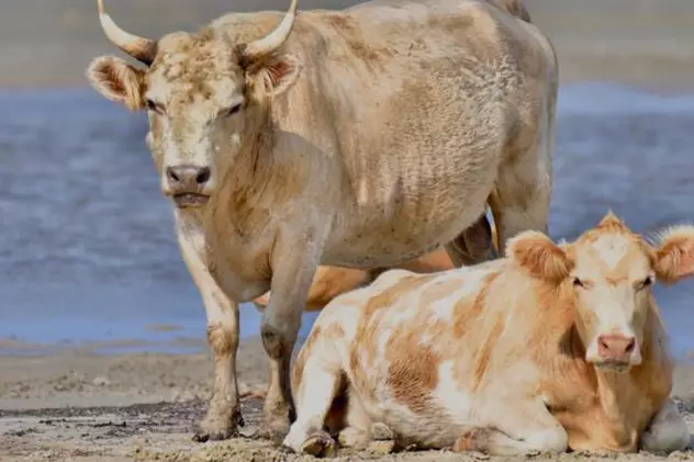 Vaci luate de ape în timpul uraganului Dorian au fost găsite în viață după mai multe luni