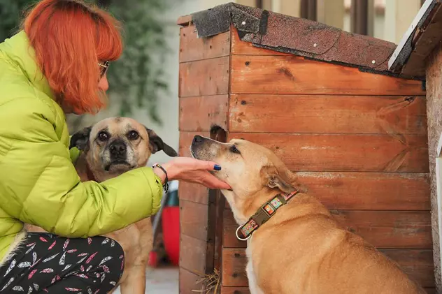 Protecția animalelor București: 186 de câini adoptaţi online, în perioada 1 aprilie - 15 mai