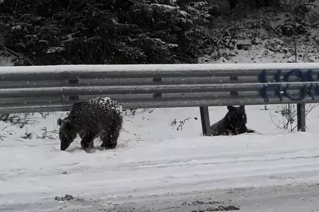Un șofer a fost lăsat fără permis, după ce a încercat să scape de o sancțiune, dând vina pe un urs