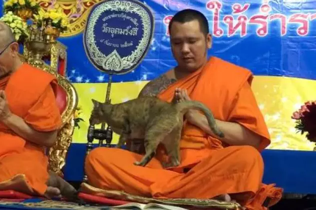 O pisică prietenoasă a pus la grea încercare răbdarea unui călugăr. Clipul a devenit viral