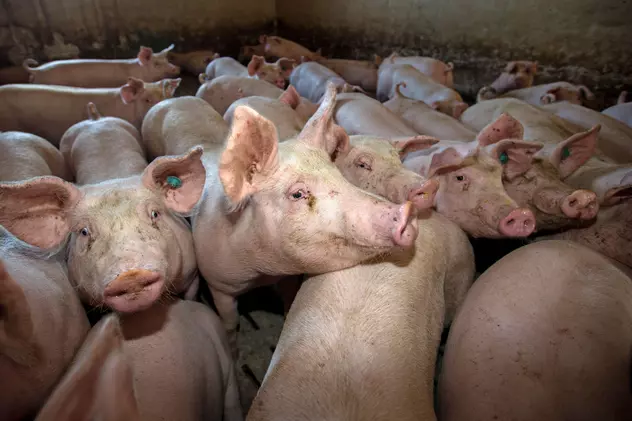Focar de pesta porcină în Galați. Sute de porci vor fi eutanasiați
