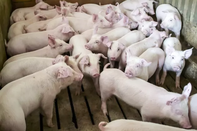 Pesta porcină, confirmată la o fermă din Brăila. Aproape 26.000 de porci vor fi eutanasiați