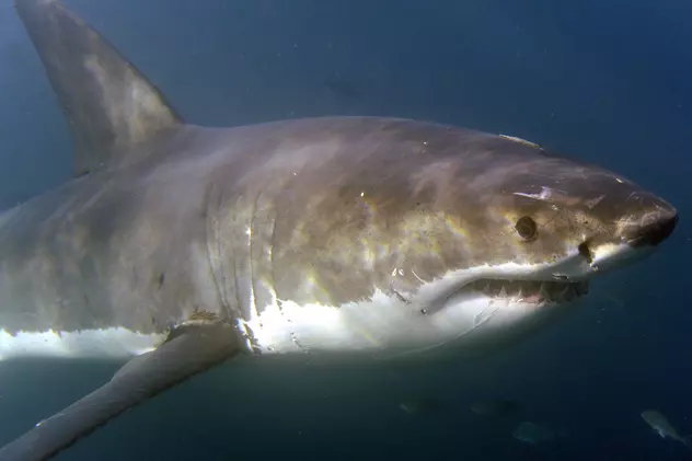 Un bărbat a fost ucis de un rechin în Australia