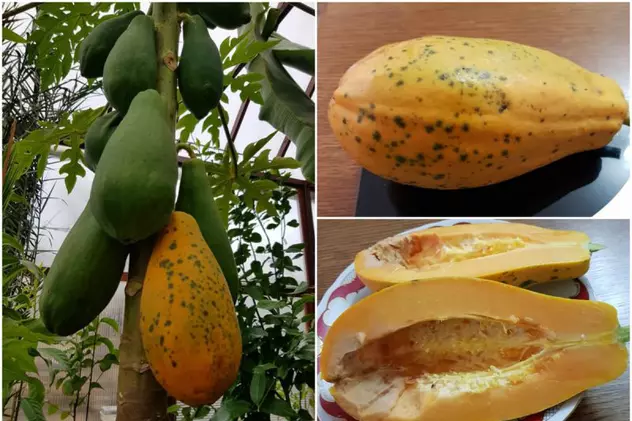 Cum arată sera cu fructe exotice din Alba Iulia, unde papaya are aproape un kilogram, iar bananierii au 6 metri înălțime