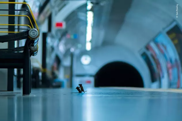 Doi șoareci care se luptă pentru o firmitură la metrou este imaginea anului în Marea Britanie. Cum a fost făcută fotografia