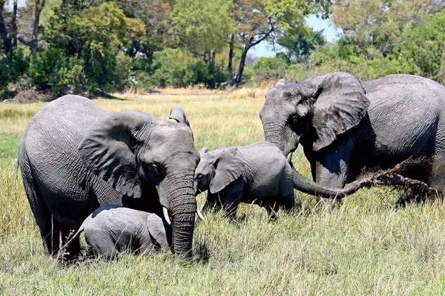 Botswana vinde permise pentru vânătoarea de elefanți. Cât costă să omori un animal