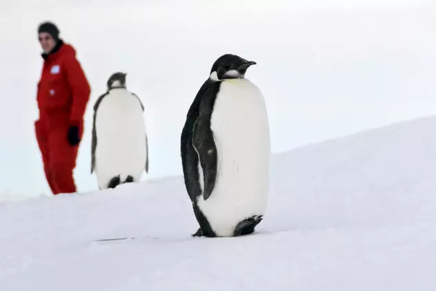 În carantină cu pinguinii. Povestea unui echipaj care s-a întors din Antarctica și a găsit toate granițele închise
