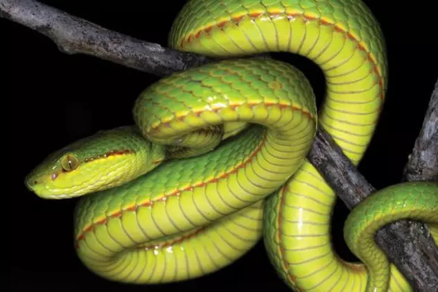 Un tip nou de șarpe a fost denumit „Salazar Slytherin”