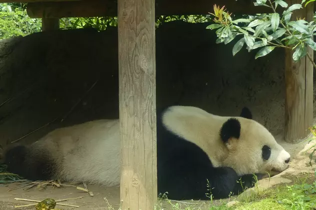 Cea mai veche grădină zoologică din Japonia aduce urșii panda în sufragerii, prin intermediul rețelelor sociale: “Oamenii mai uită de pandemie”