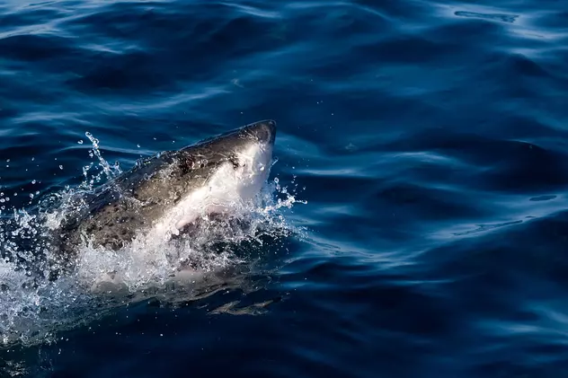 Ce-i atrage pe rechini aproape de plajele cu turiști. Biolog marin: „Pot simți prezența câtorva picături de sânge la 5 kilometri distanță”