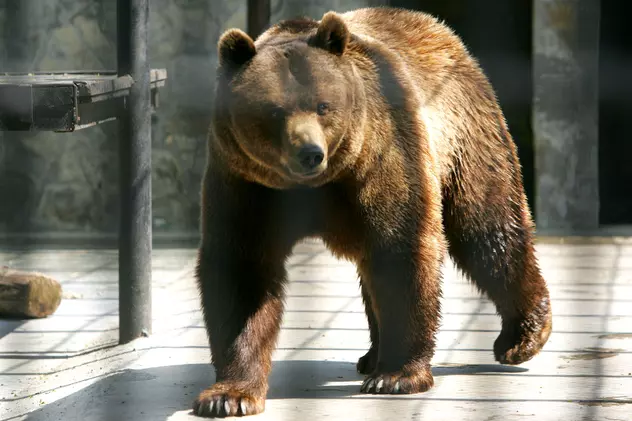 Un urs în libertate a fost văzut pentru prima oară în Spania după 150 de ani / VIDEO