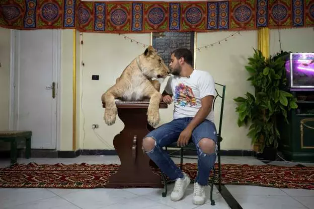 Un dresor de animale din Egipt a mutat circul în propriul apartament. A dus un leu în locuința din Cairo și a filmat un spectacol
