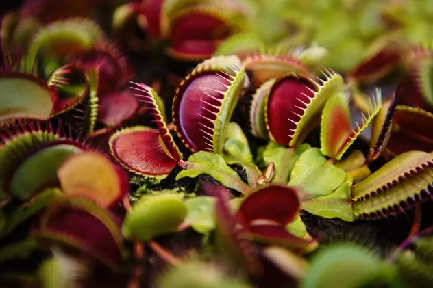 Plante carnivore - curiozități despre plantele care se hrănesc cu insecte