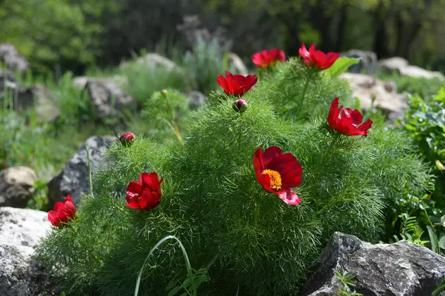 Plante ocrotite de lege în România - flori protejate pe cale de dispariție