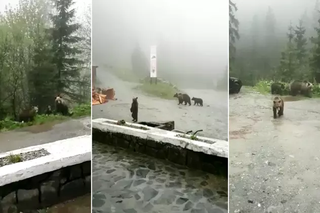 VIDEO | Urșii intră în cabanele și în chioșcurile de pe Transfăgărășan. ”Se plimbă ca la ei acasă”