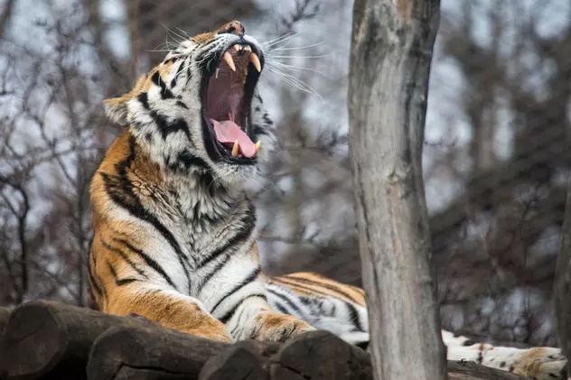 O îngrijitoare de la grădina zoologică din Zurich a fost ucisă de un tigru siberian